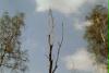 Dieser Kahle Baum wird von zwei lebenden Bäumen betrauert.